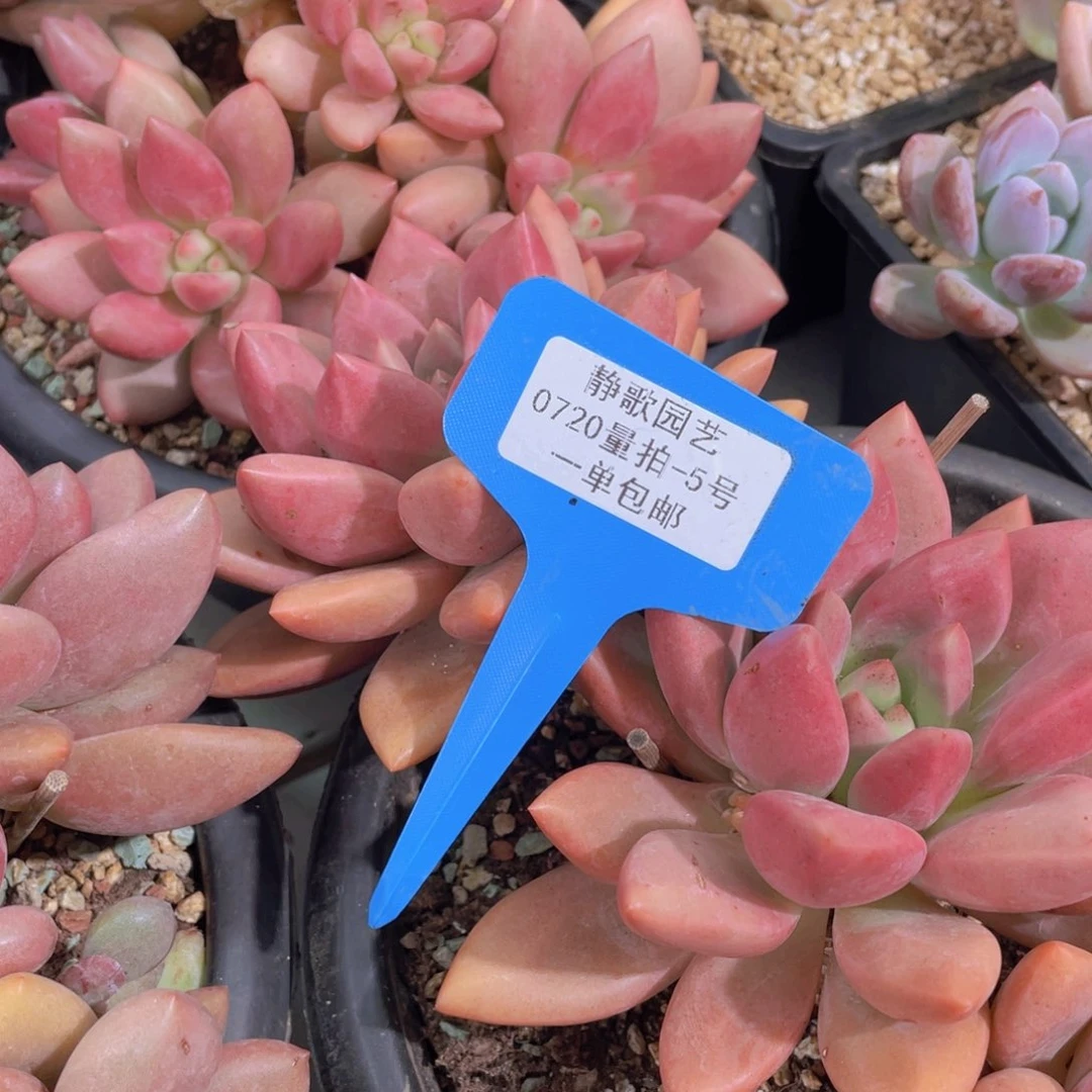 0720-5-超大母本桃花源群一颗量拍