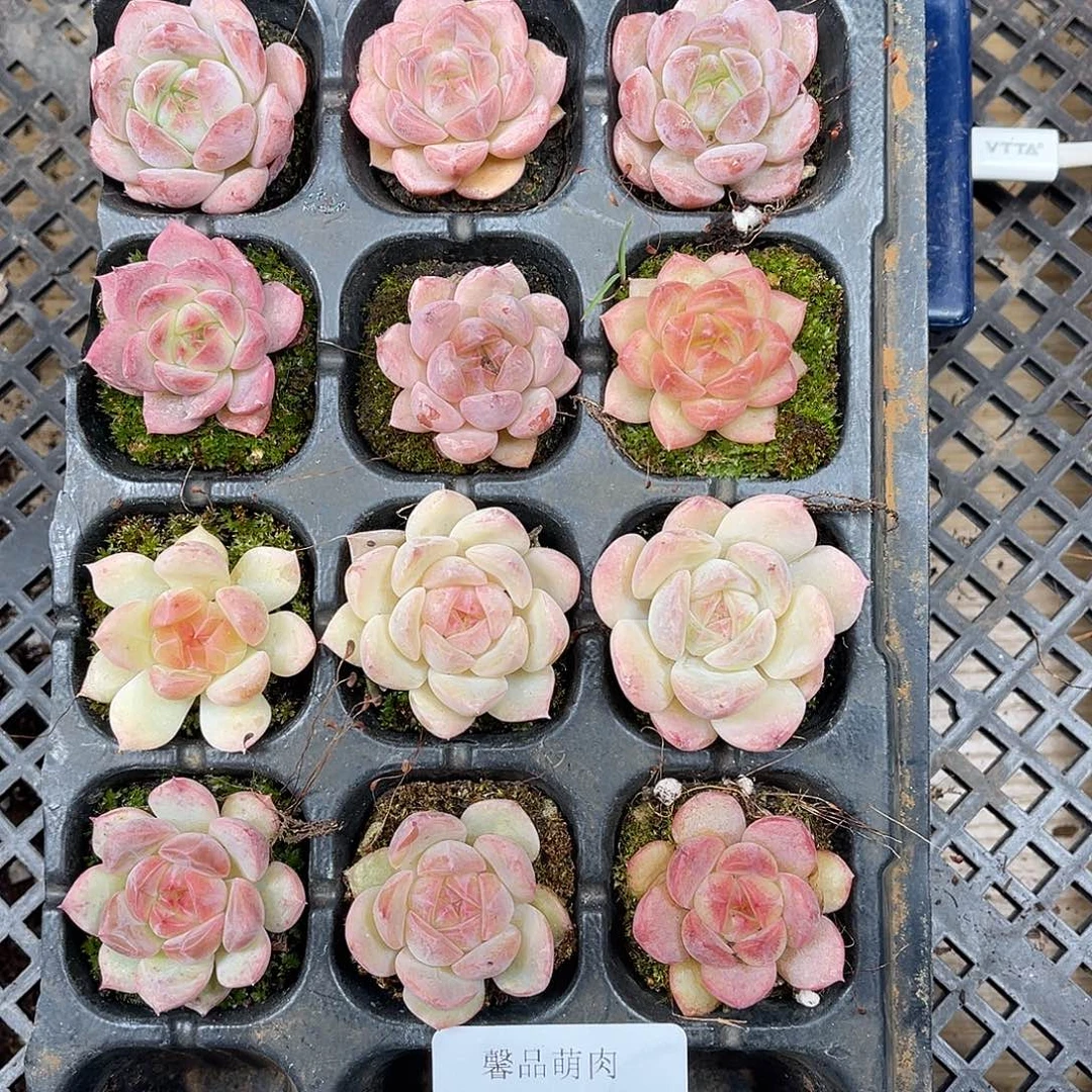 不****多肉一物一拍22-112