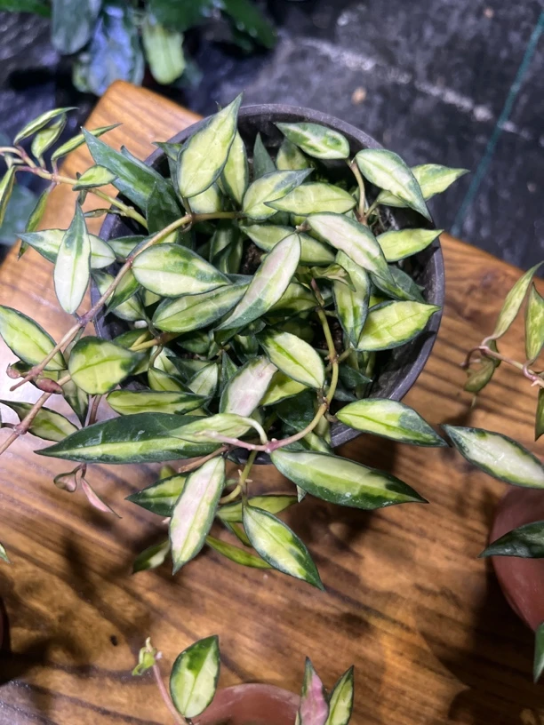 【天涯】球兰小盆栽 不包叶损 爬藤攀援吊兰植物