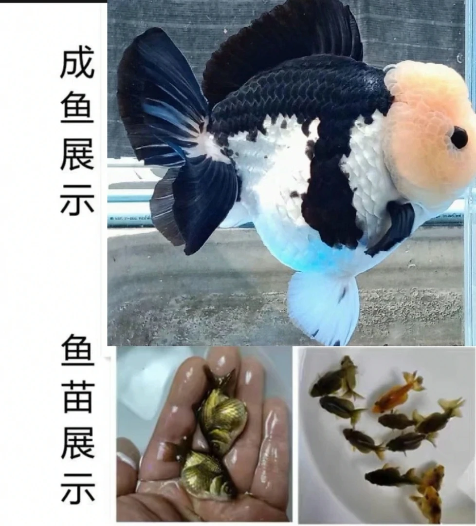 精品3-4泰狮三色玛丽鱼苗3原泰f1冷淡水广温观赏鱼苗将军黑白玛丽