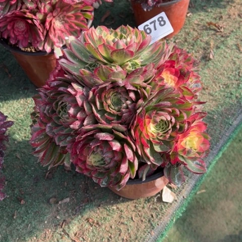 678海王朵朵多肉，