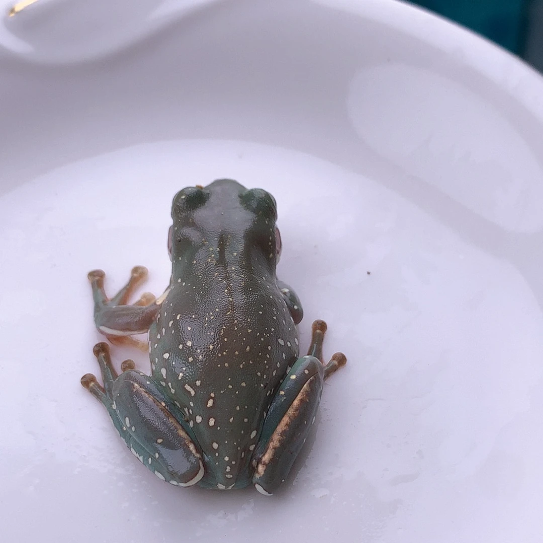 老爷树蛙18号精品深蓝金暴雪！超推荐