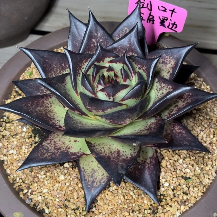 剑叶玉底黑边111111