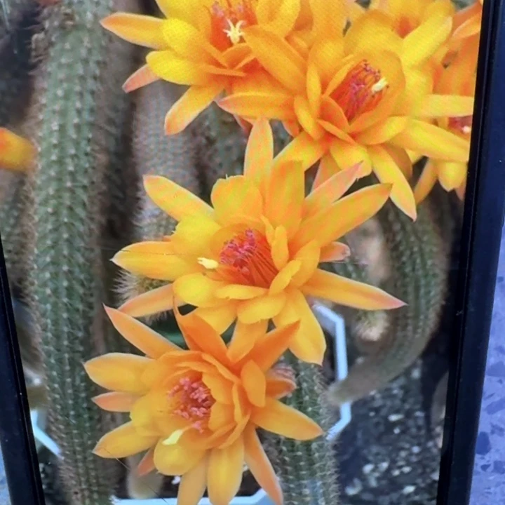 215金妞黄水晶2个6公分左右无根侧牙，20包邮