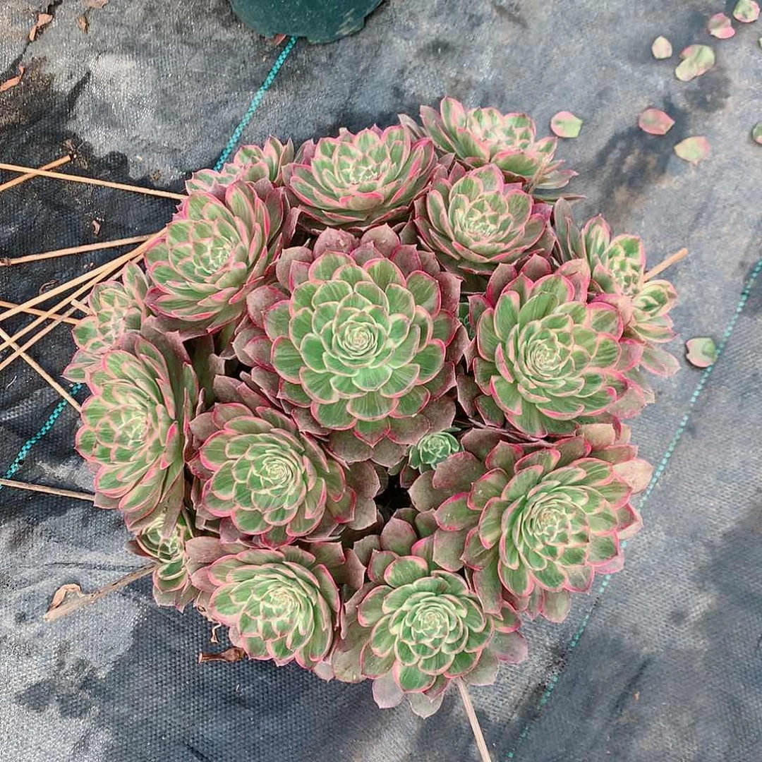 【闪购商品】硬*华莲花座，多肉