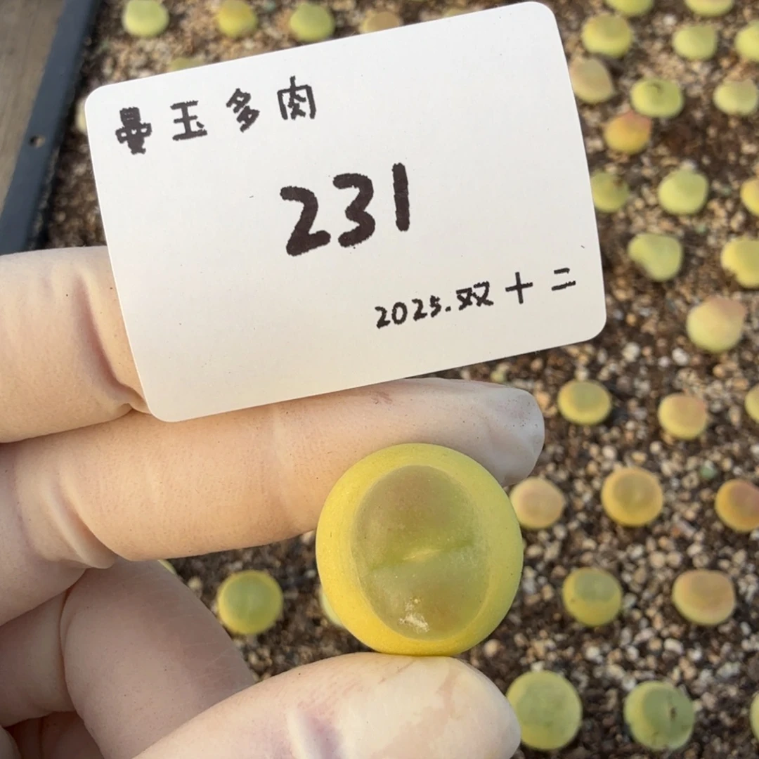 泡****多肉多肉多肉12-231