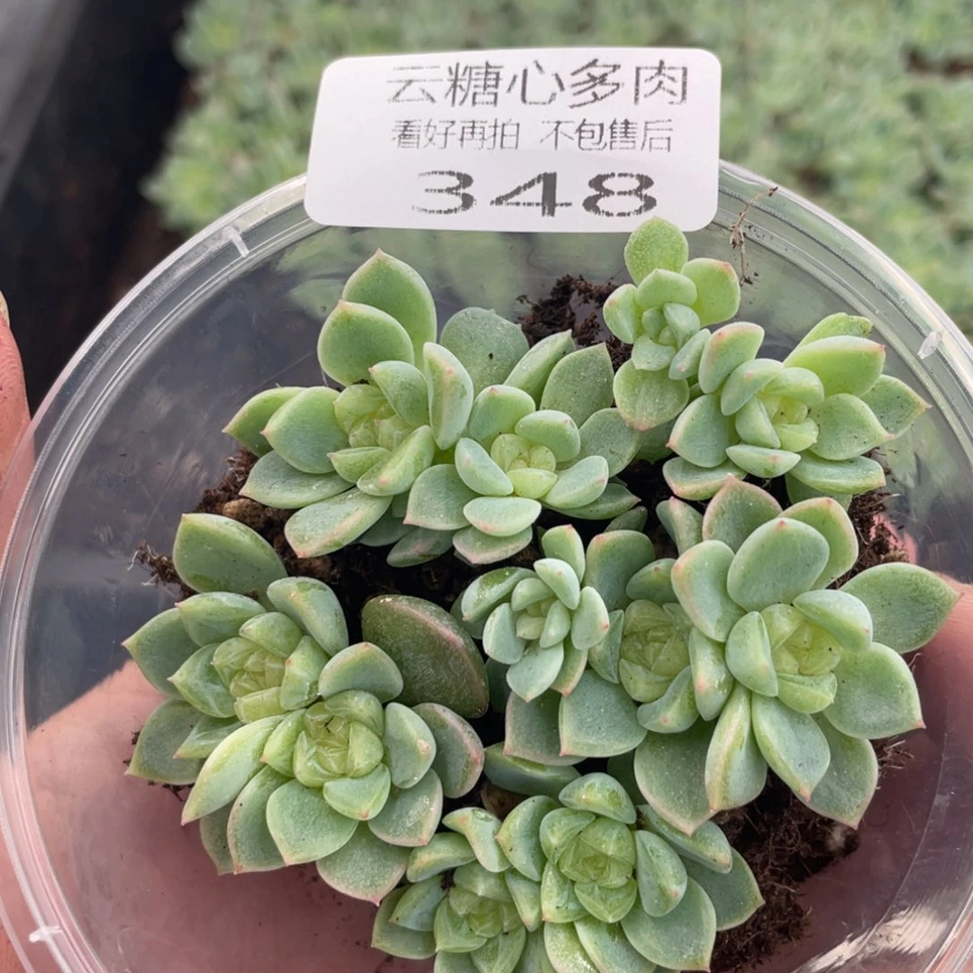 云糖心多肉植物348