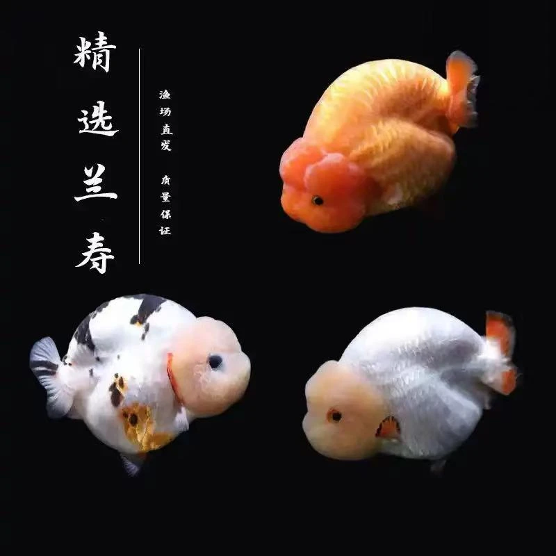 精品玛丽将军兰寿冷水观赏鱼（无开箱视频无售后）
