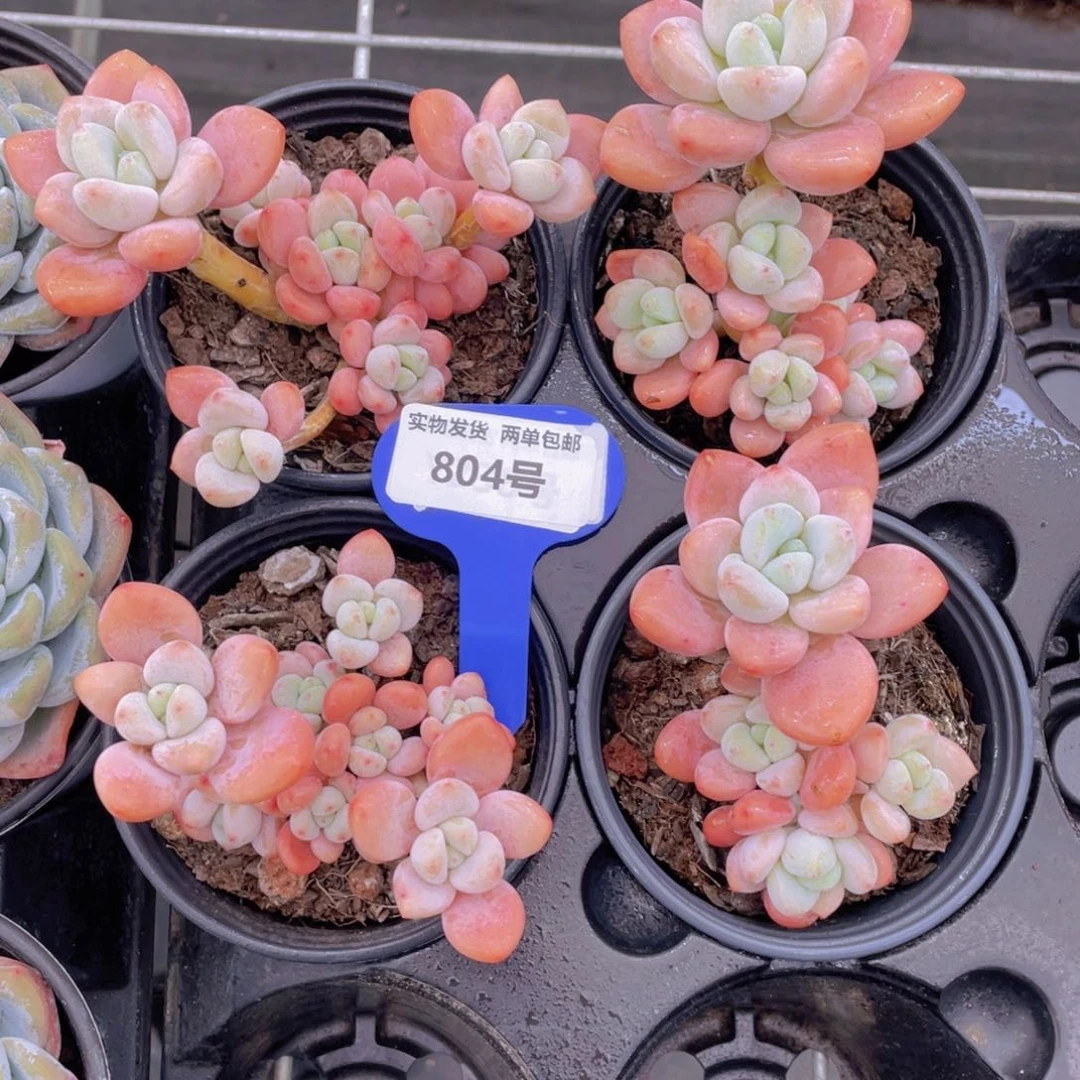 804优选红洛神群老桩一个