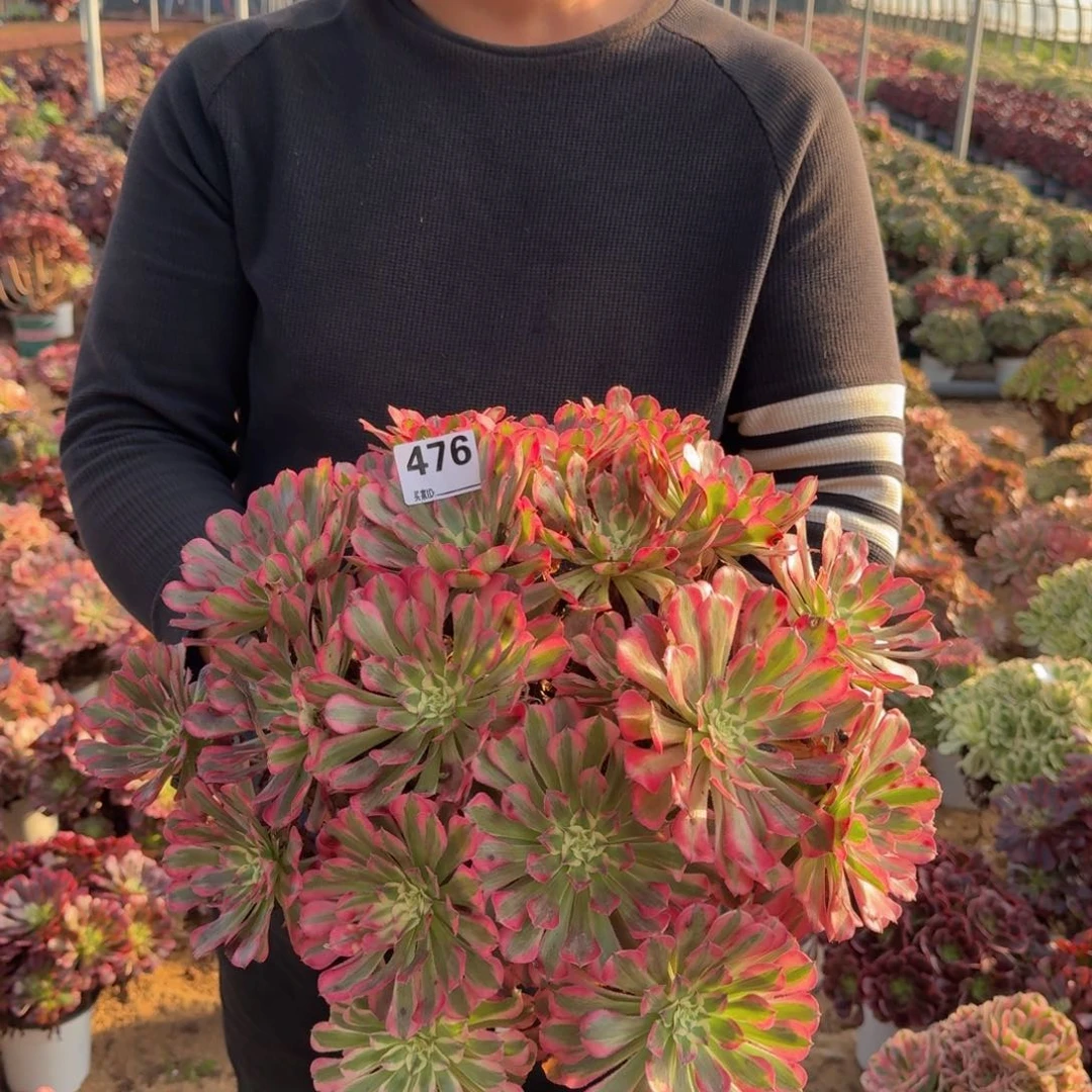 476红铜多肉植物