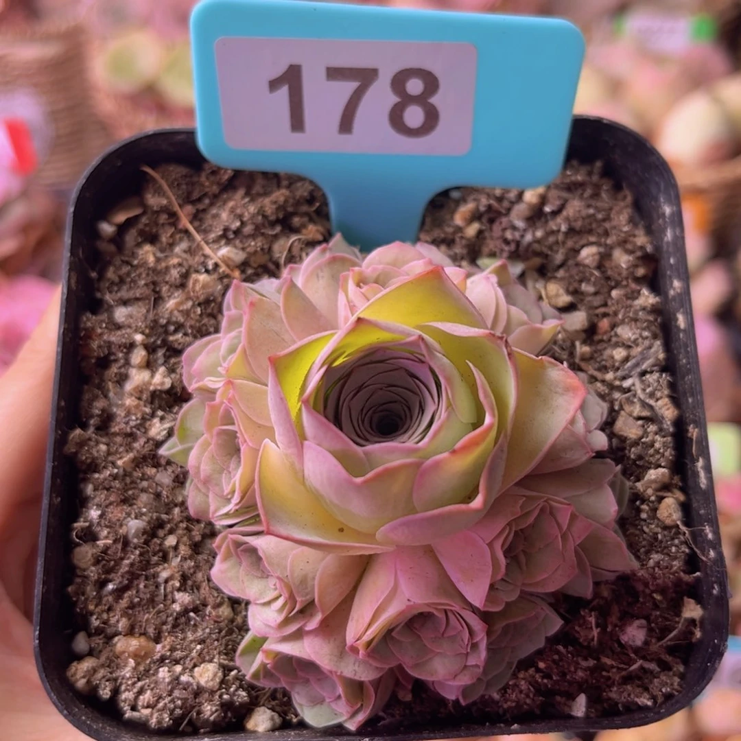 紫芙玫瑰群一物一拍178