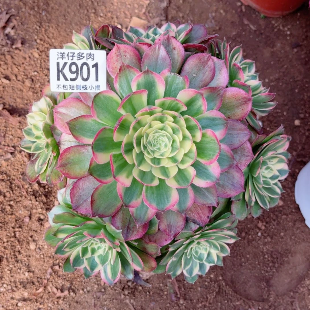 901海王 冠幅22左右