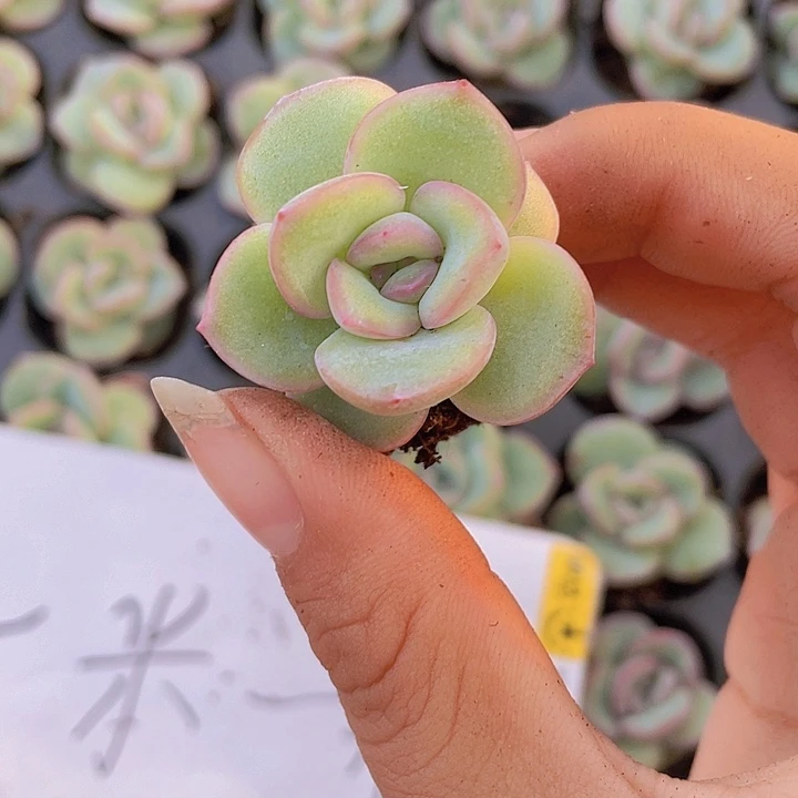 5精品泡芙2颗一组
