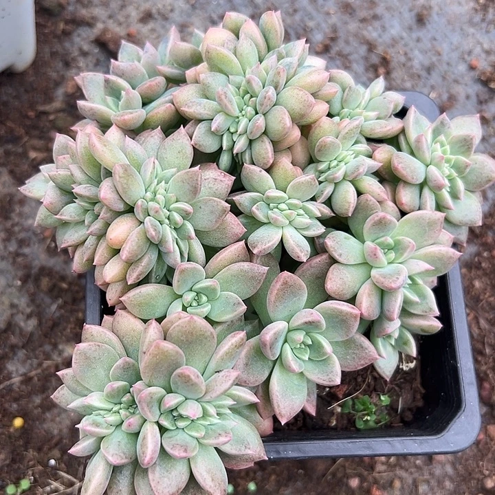 璀璨缀特价一物一拍