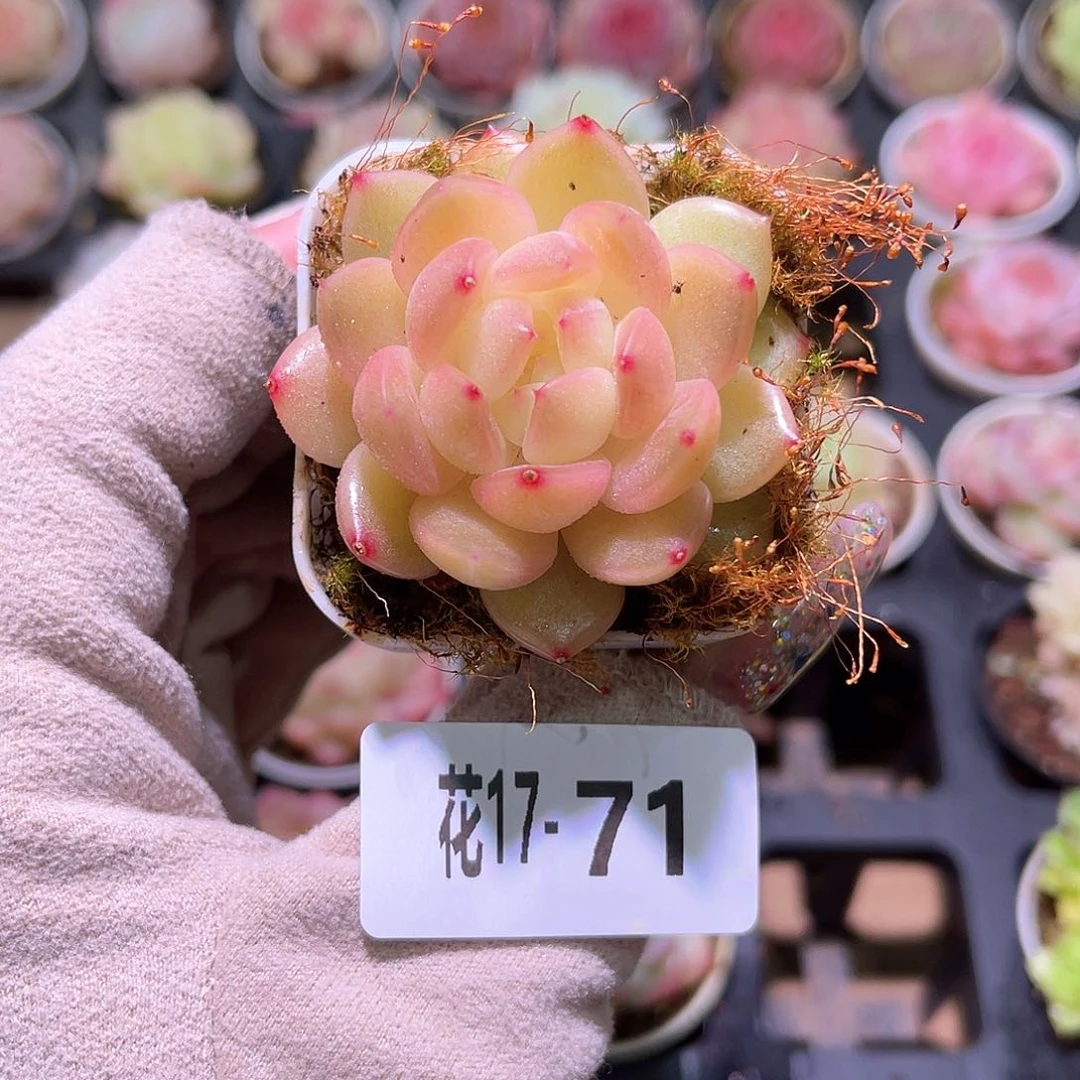 花利美17-71新品单头