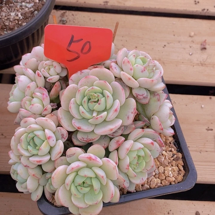 这个点在做实验我