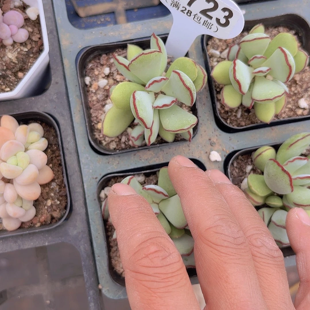 A723巧克力线一物一拍