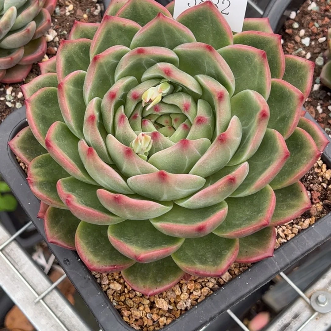 ?**?5782多肉多多多多