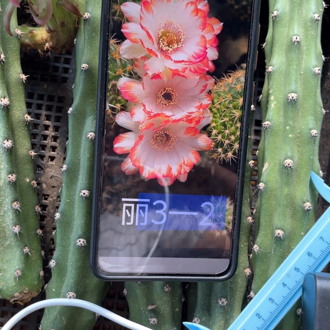 丽3-2侧芽歪4公分左右