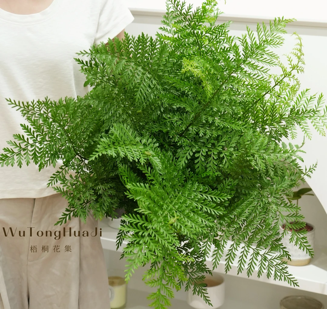 吉姆蕨原盆大号四季常青净化空气好养绿植