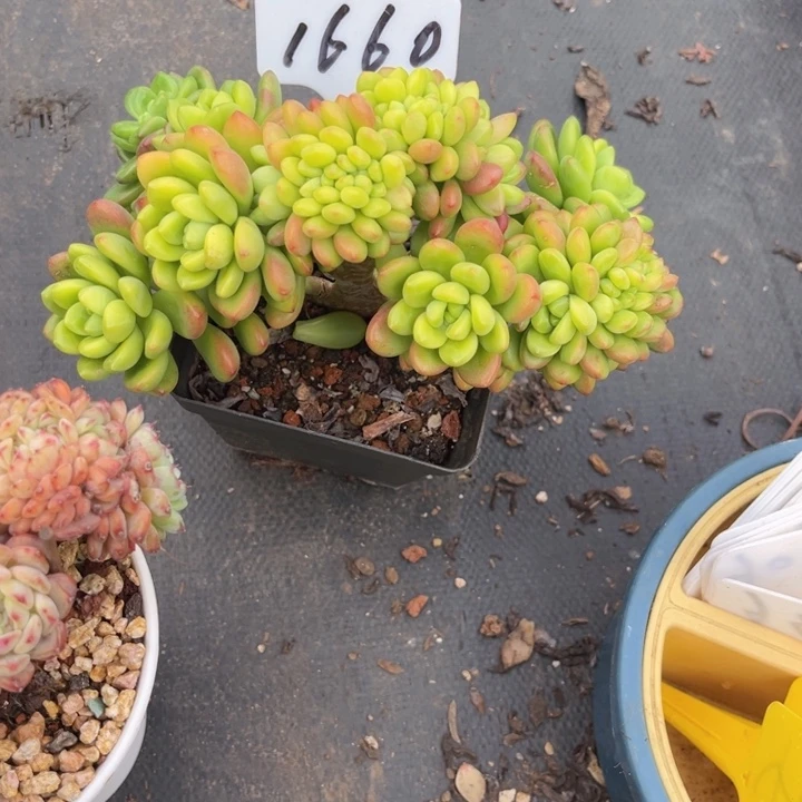 1660 00000000000000000