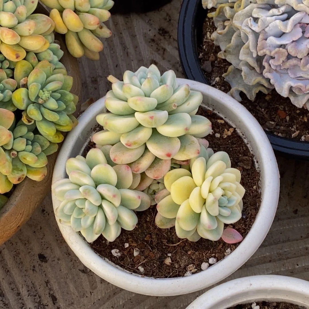 鲑****）48包邮一物一拍多肉