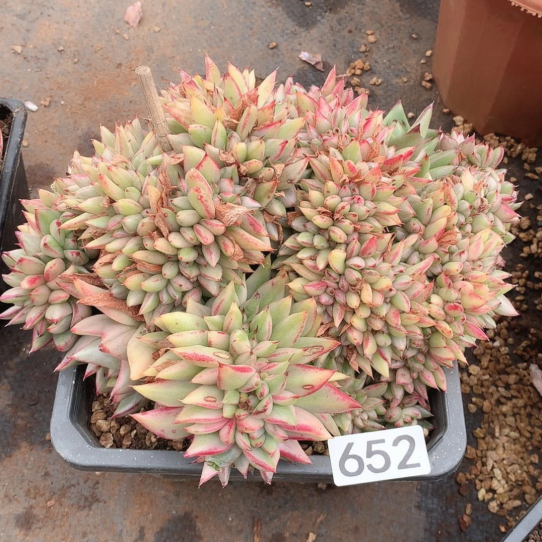 652缀一物一拍多肉