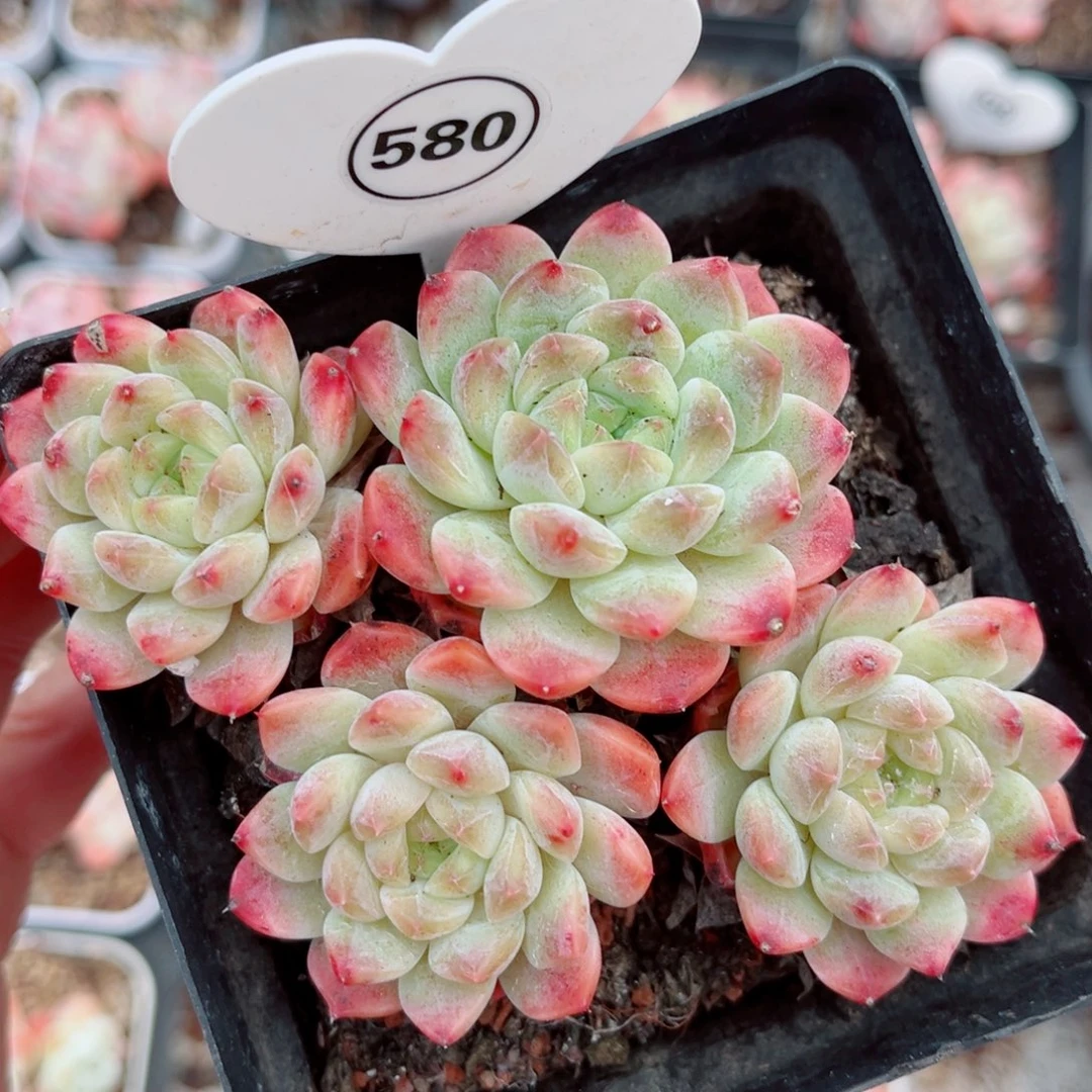 580号小老桩秘境冰魄群