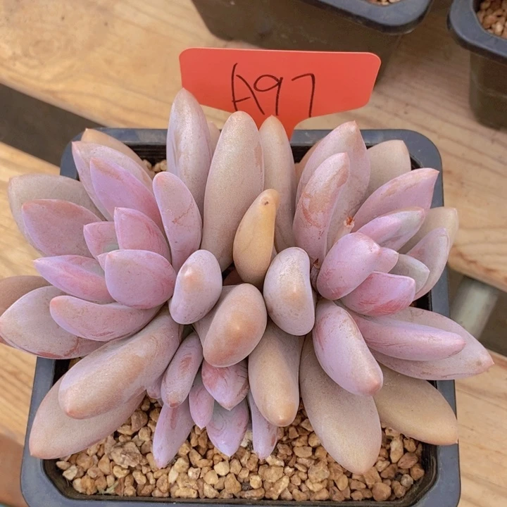 你也不要多吃一颗甜