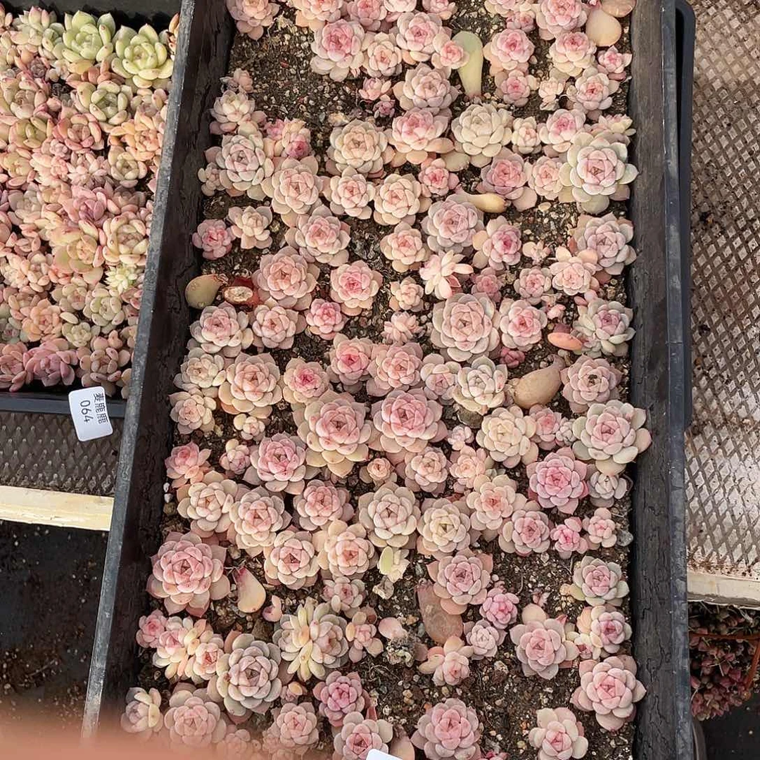 浅***笑066。 定。