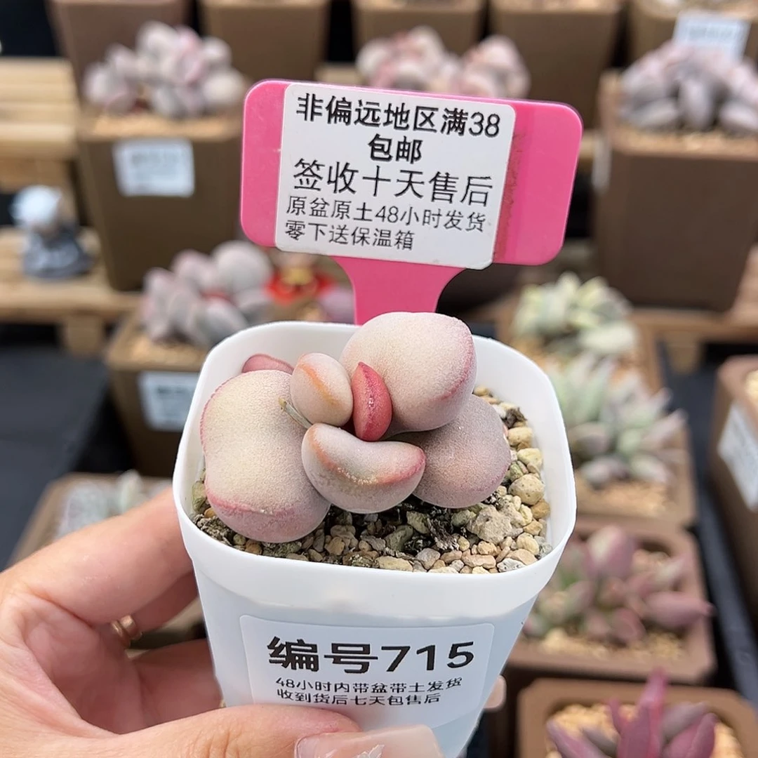 715白肌红蛋多肉植物