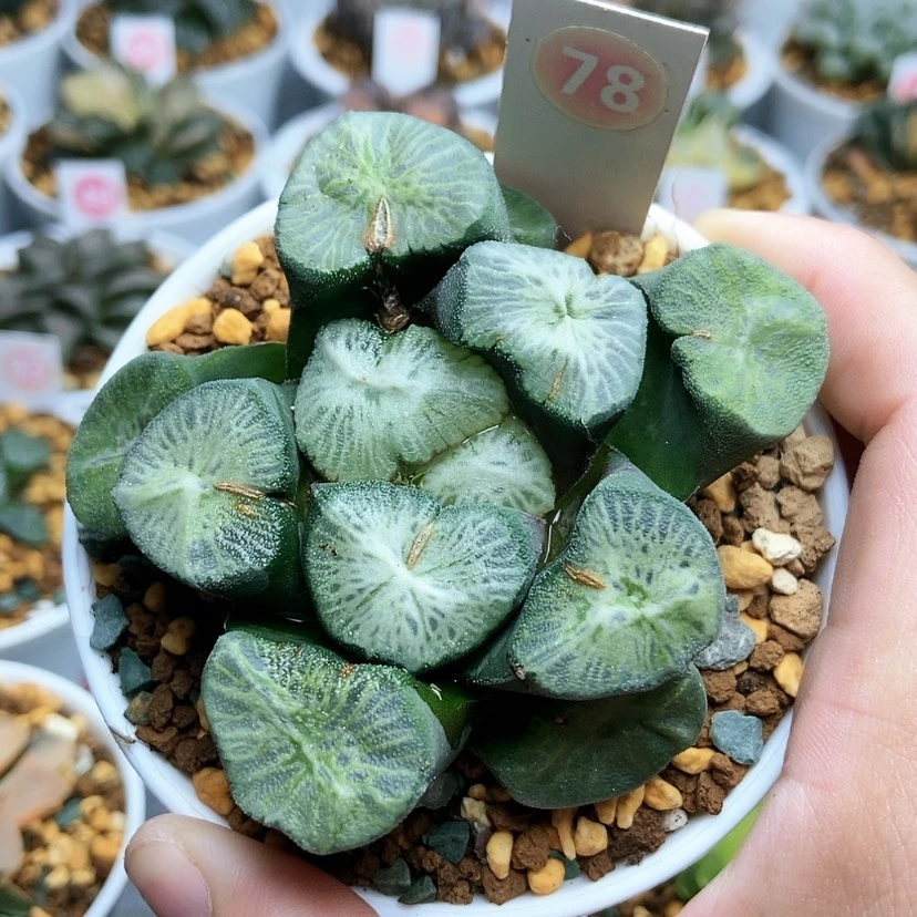 【闪购商品】78翡翠龙万象