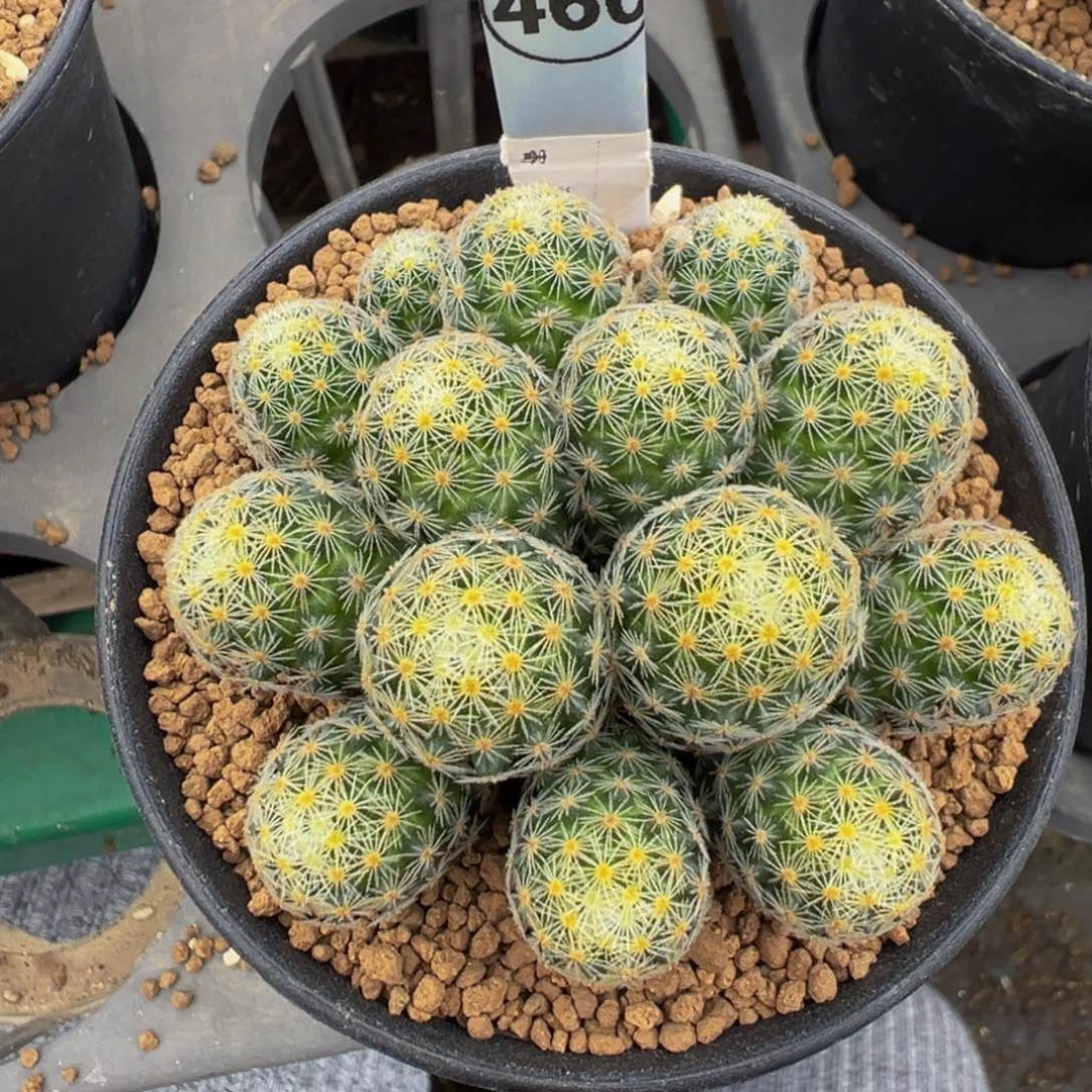 460实生根吉赛尔多肉植物带盆土