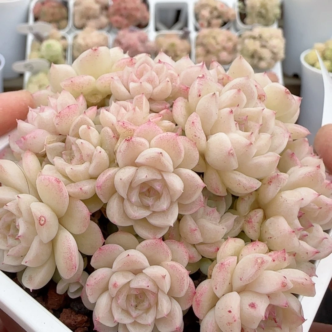 【闪购商品】0208-56（fm-37）