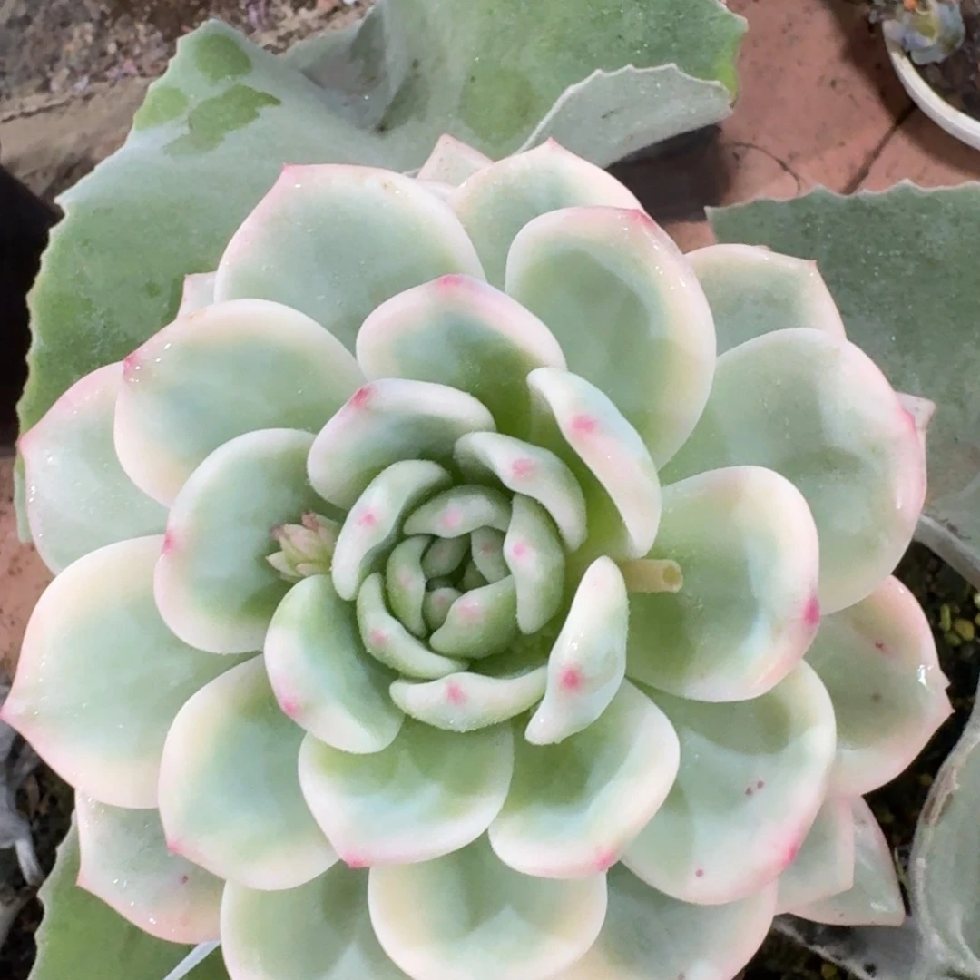 2946爱丽儿锦多肉植物