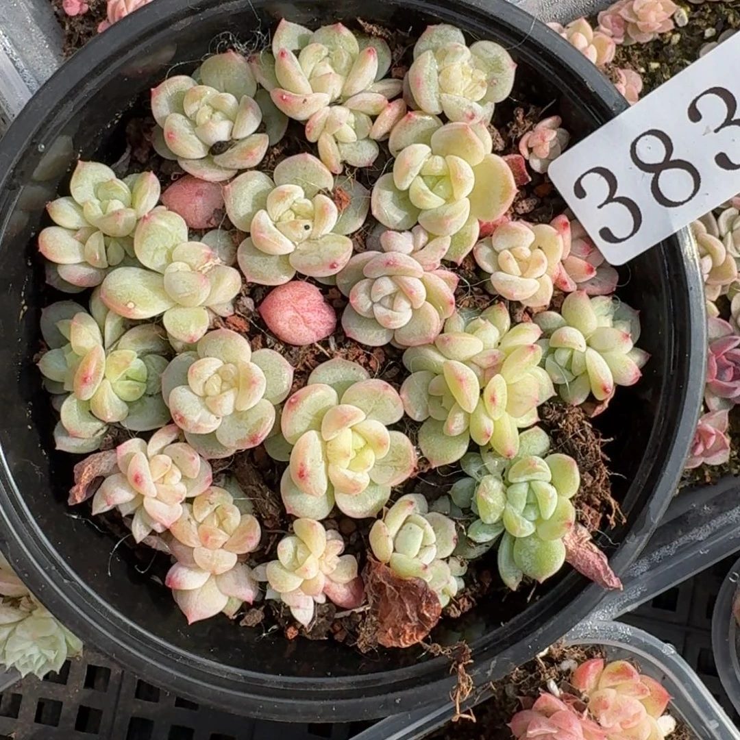 多肉植物多肉植物383