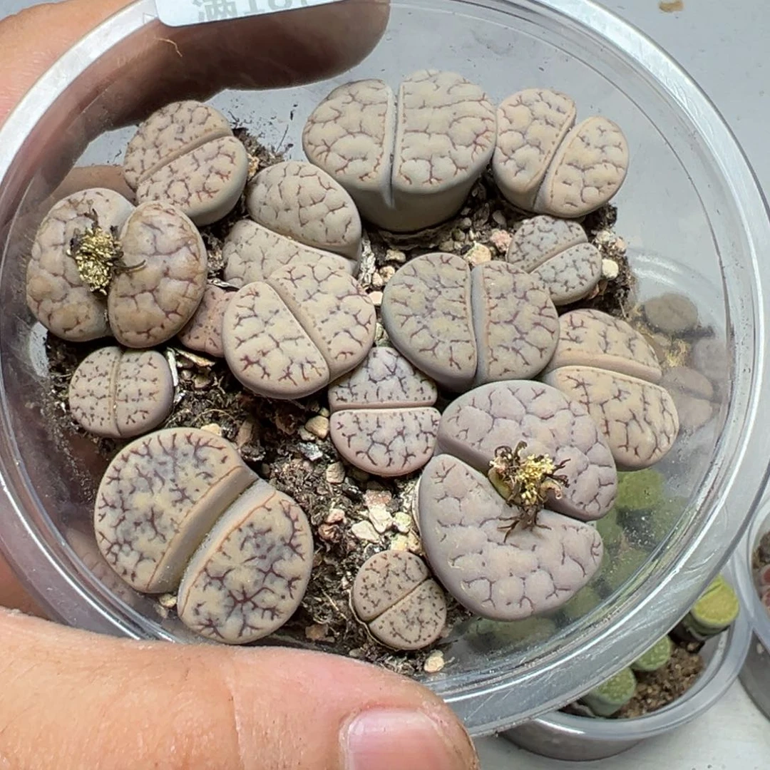 【闪购商品】 1026。