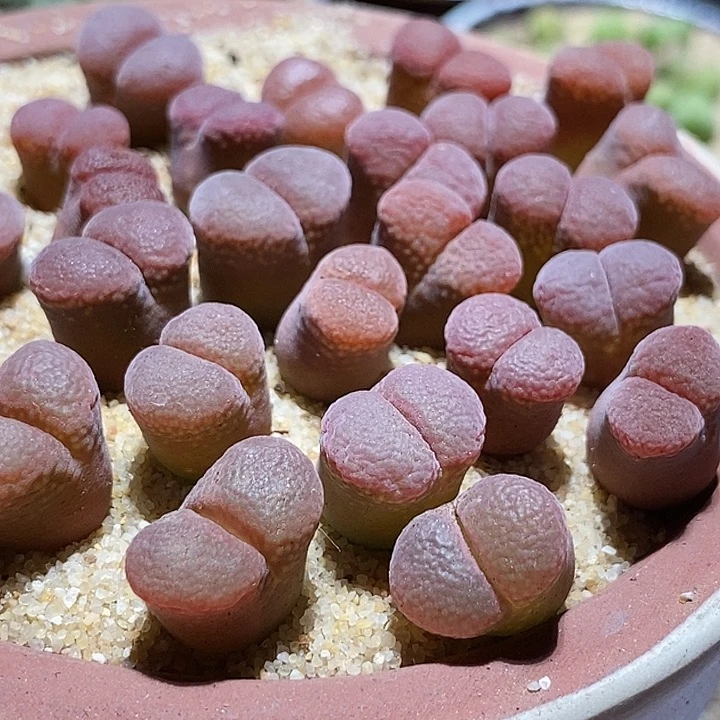 18541帕法德风铃一颗  买3送1