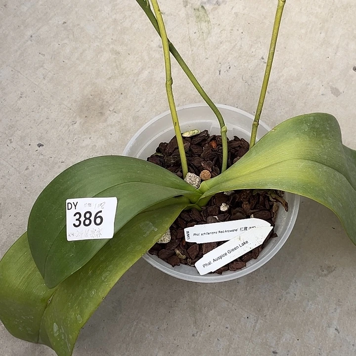 全部花苞特价瑕疵苗根叶不好不售后