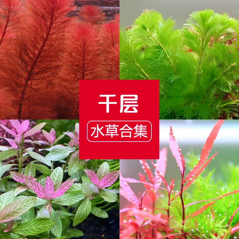 L千层鱼缸草缸懒人造景真水草红千层红绿金钱红丝青叶绿菊紫燕柳