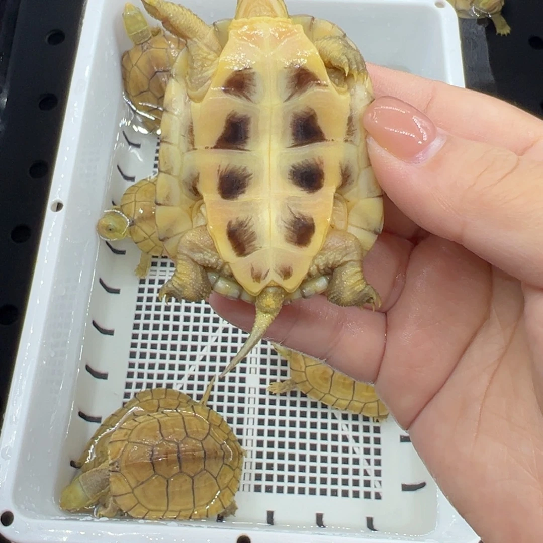 小***新宠物龟不分公母高低背