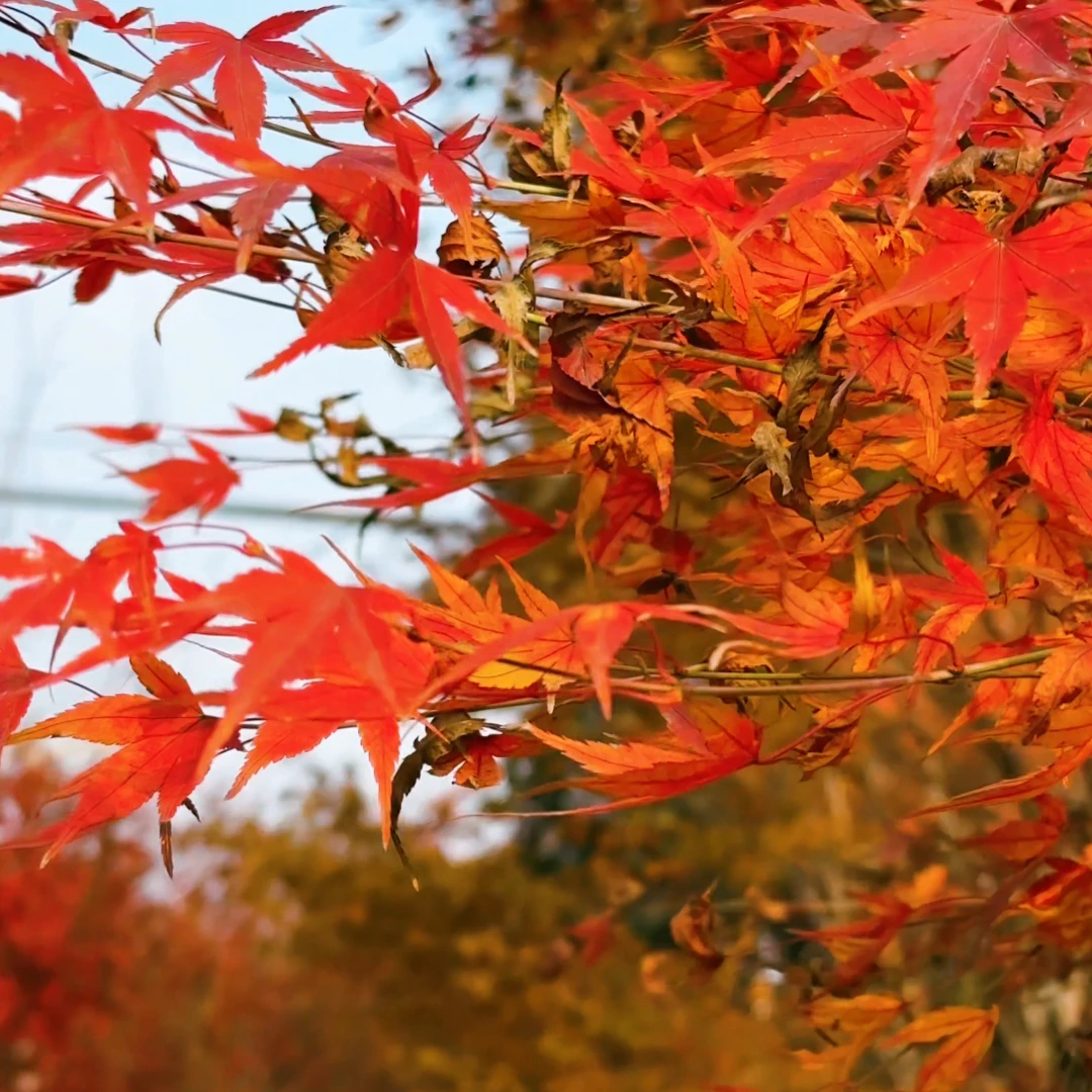 盆景红枫树红枫三季红、鸡爪槭、红舞姬大号直播专属链接一物一拍