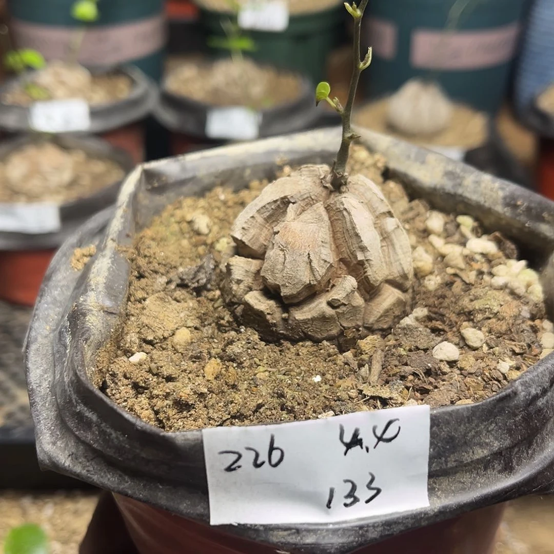 226南非块根龟甲龙