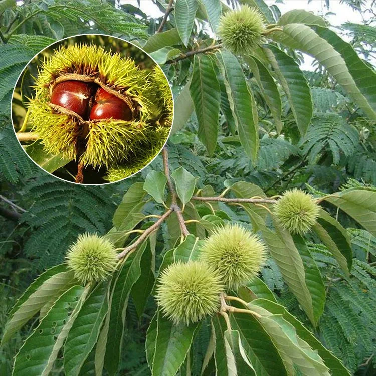四川板栗树果苗大红袍栗子苗嫁接苗当年结南方种植果树苗板栗苗树