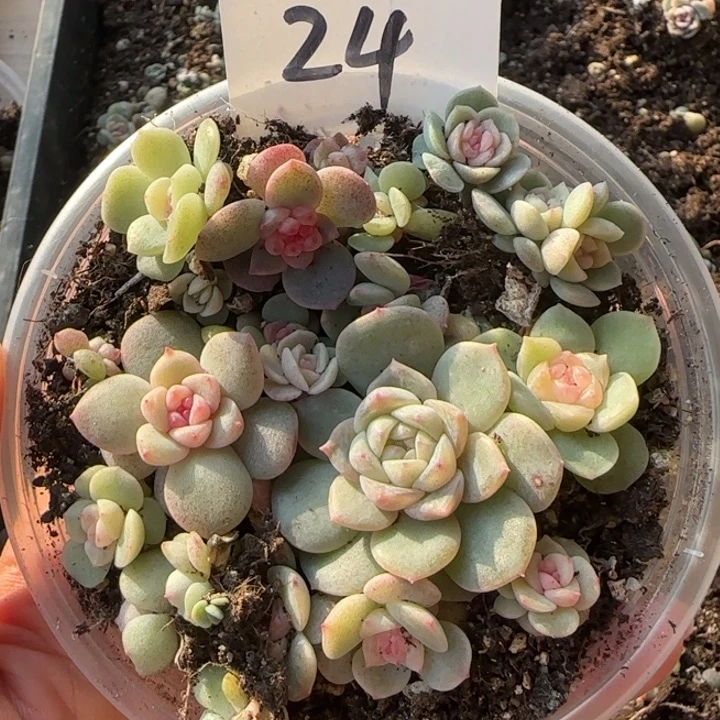 24 号绝绝子多肉一盒