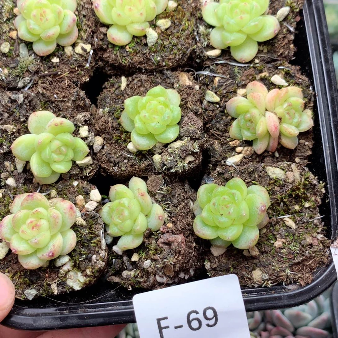 无花朵F69英语英语