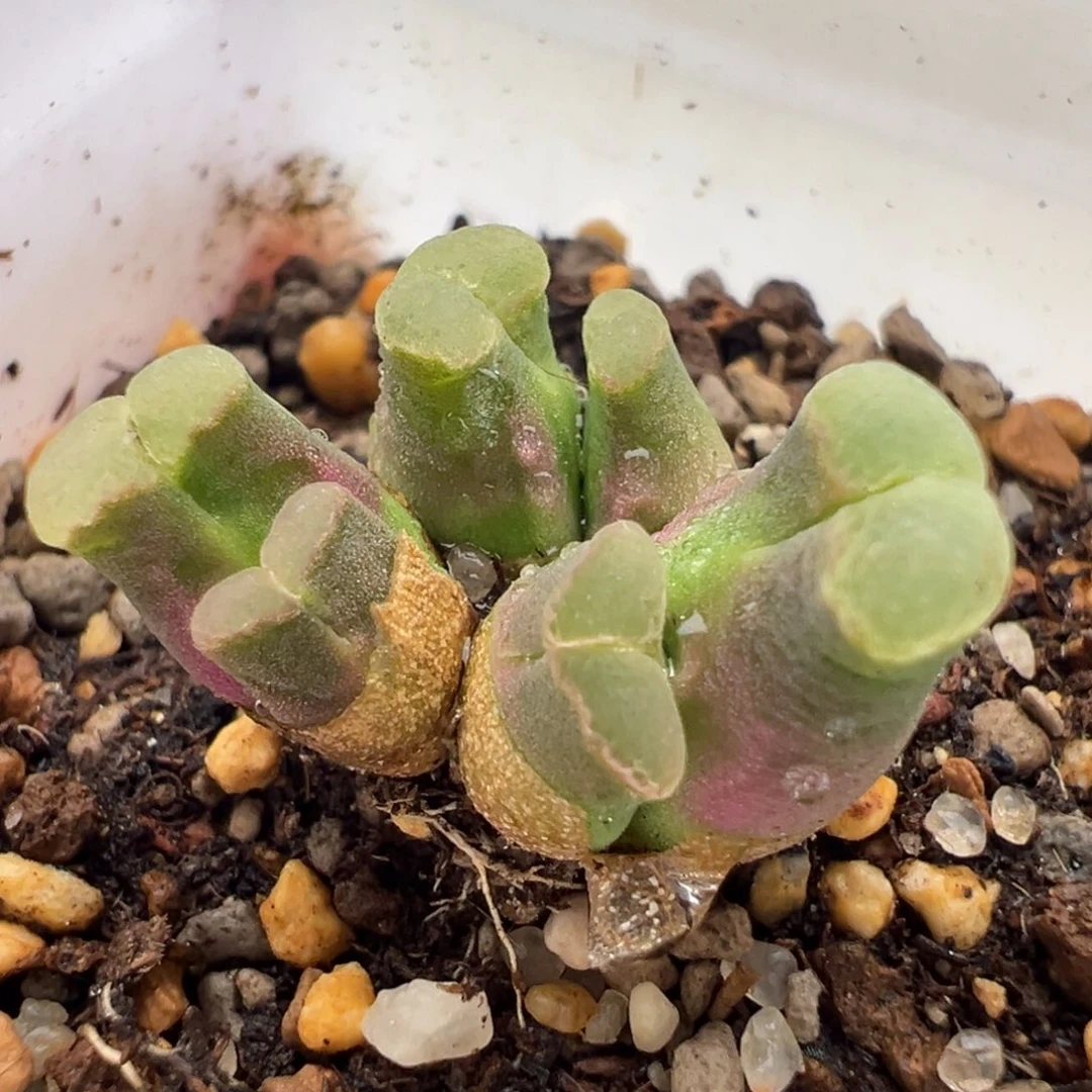 1779-/优选sb805骚粉佛肚。有状态一颗