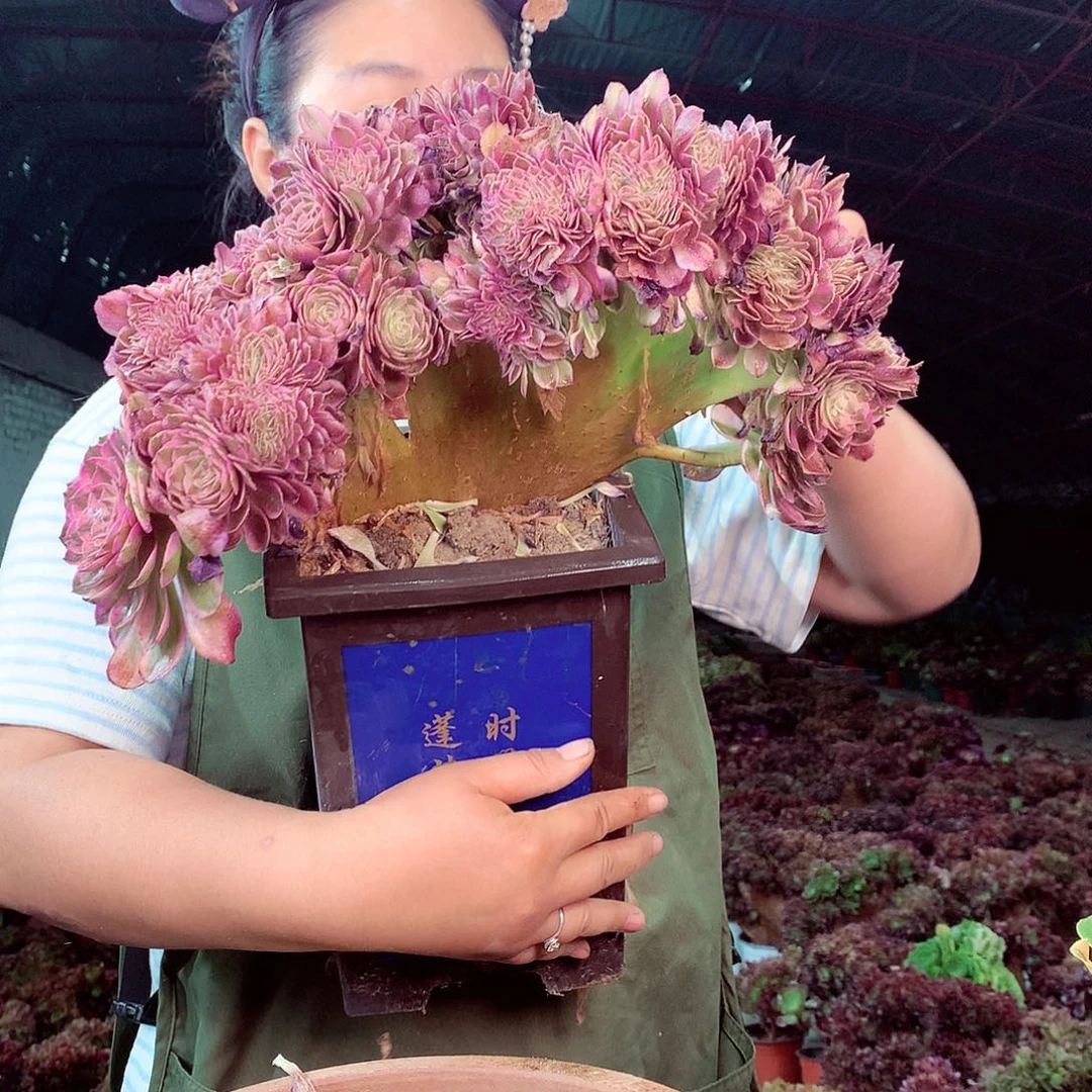 无花朵暖****姐柒哥多肉法师不包侧断枝22