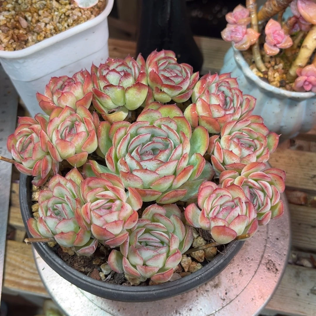 草莓冰特价多肉植物funvbn