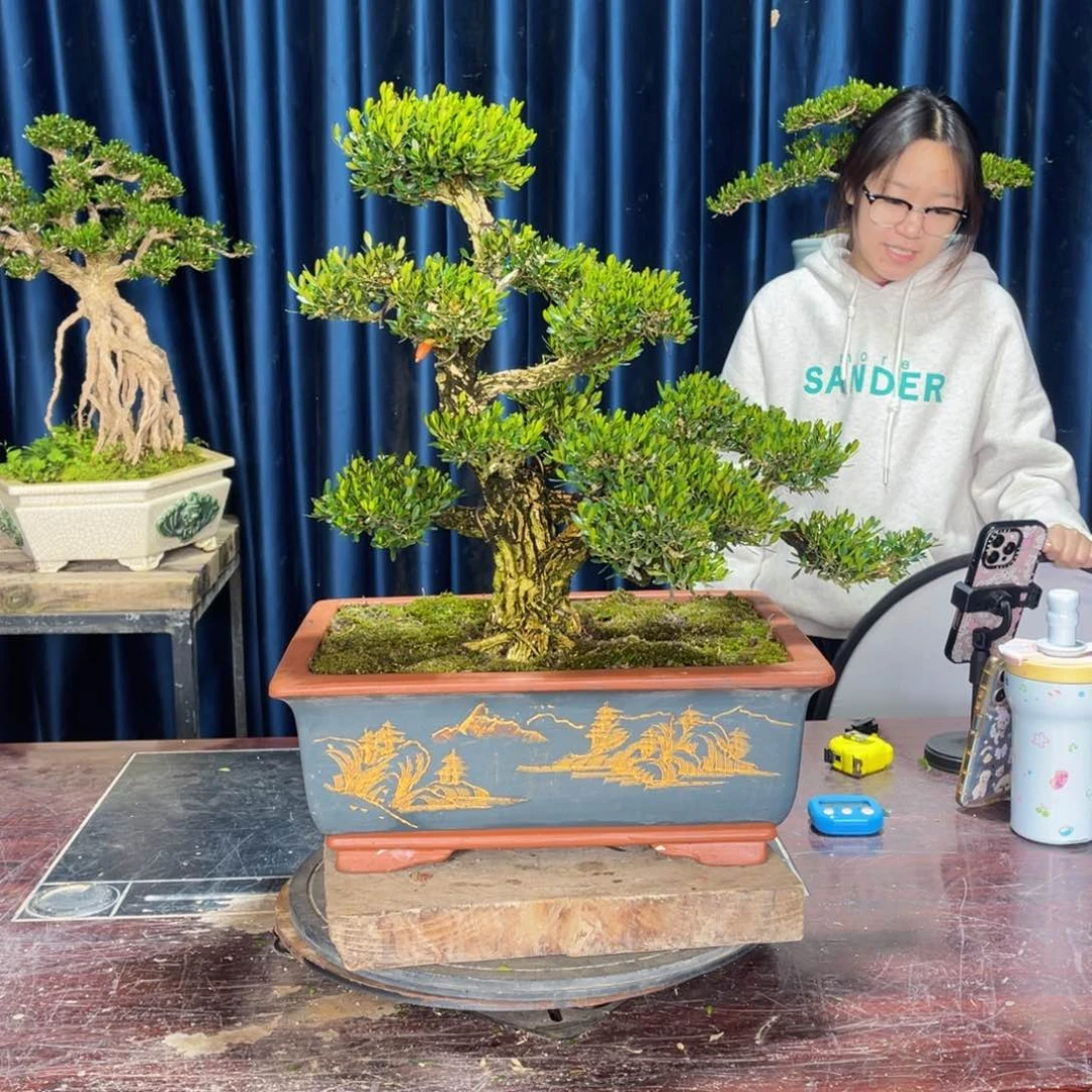 黄杨盆景老桩四季常青